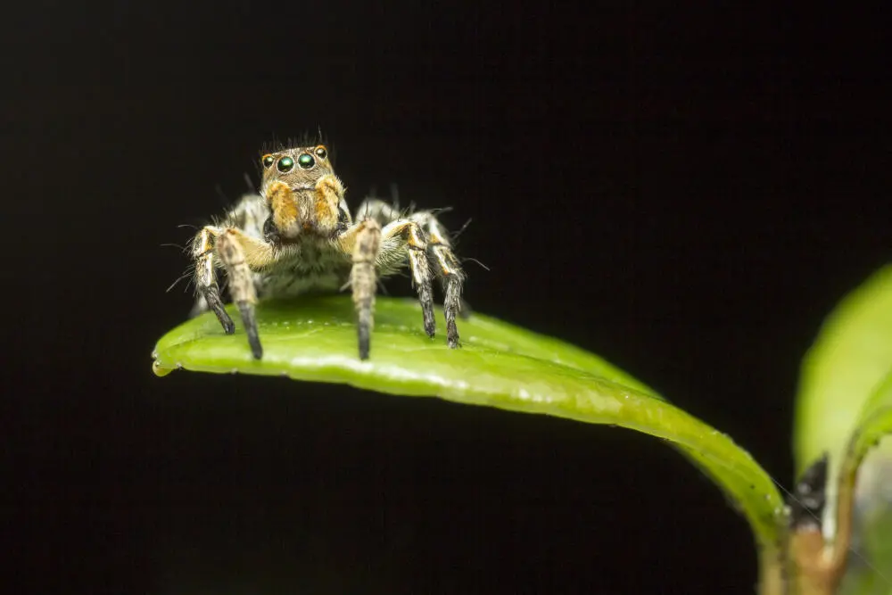 Controle de aranhas na Lapa: soluções eficientes para residências e estabelecimentos Controle de aranhas na Lapa: soluções eficientes para residências e estabelecimentos