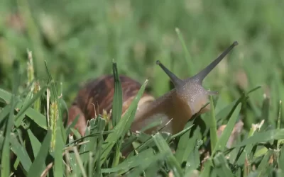 Controle de caramujo no Leme: ação preventiva contra contaminações e danos