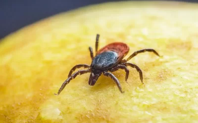 Controle de carrapato no Flamengo: quando chamar uma dedetizadora?