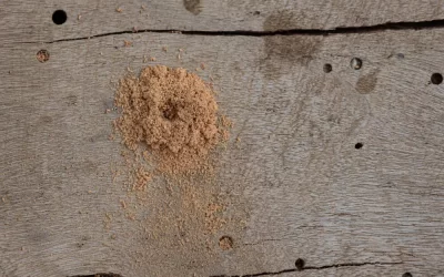 Controle de caruncho no Jardim Guanabara: técnicas eficazes para eliminar o problema