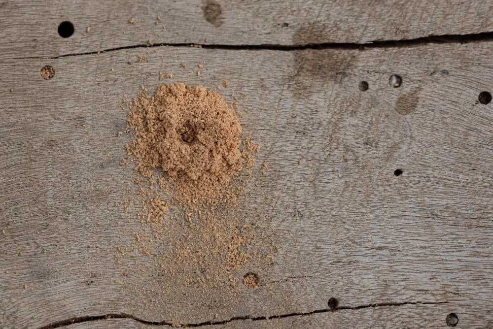 Controle de caruncho no Jardim Guanabara: técnicas eficazes para eliminar o problema