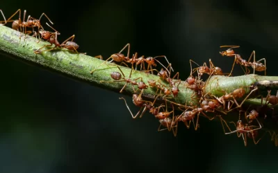 Controle de formigas em São Conrado: quando chamar profissionais especializados
