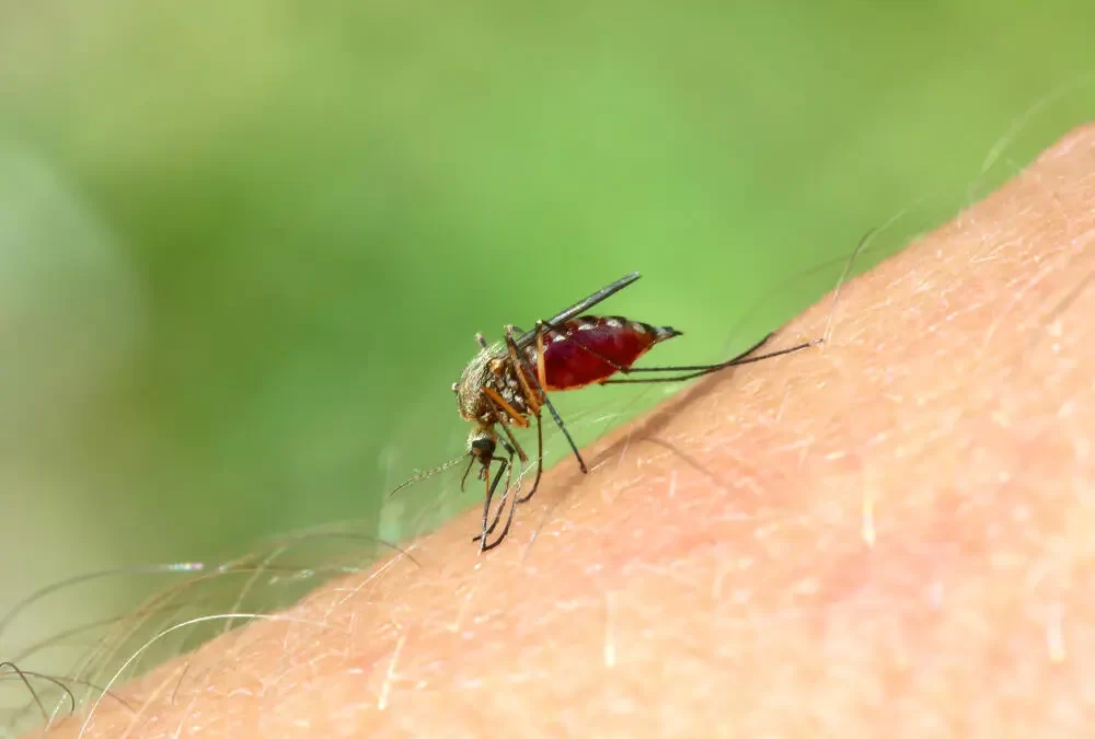 Controle de mosquito no Catumbi: mais saúde e tranquilidade para sua família
