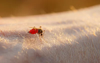 Controle de mosquitos no Flamengo: elimine focos antes que se tornem infestação