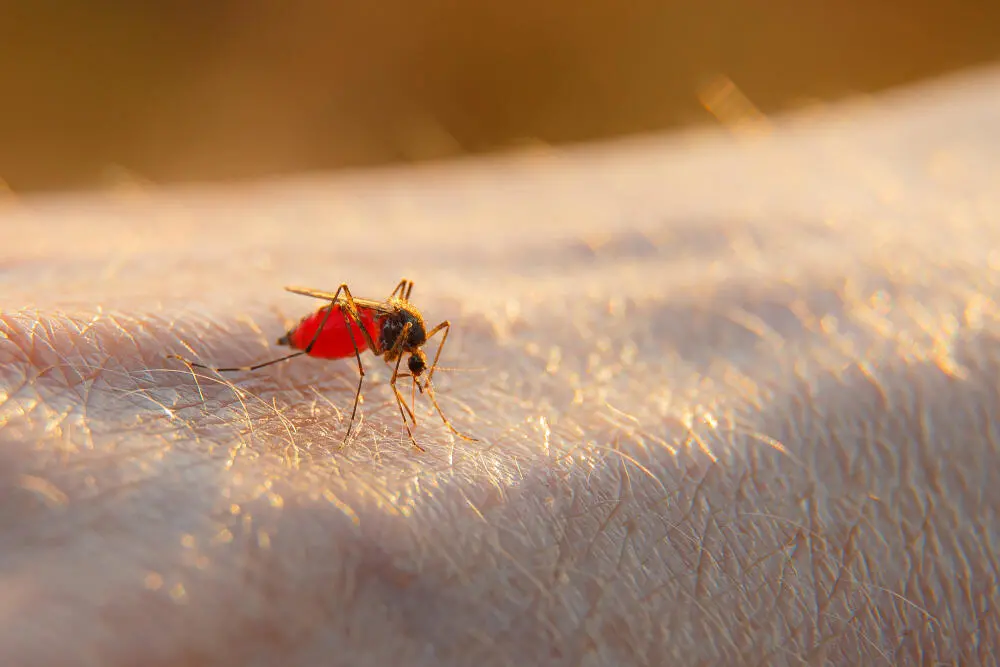 Controle de mosquitos no Flamengo: elimine focos antes que se tornem infestação Controle de mosquitos no Flamengo: elimine focos antes que se tornem infestação