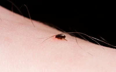 Controle de pulga em Botafogo: essencial para casas com animais