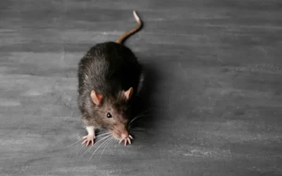 Controle de rato na Pechincha: evite prejuízos e problemas sanitários no seu negócio