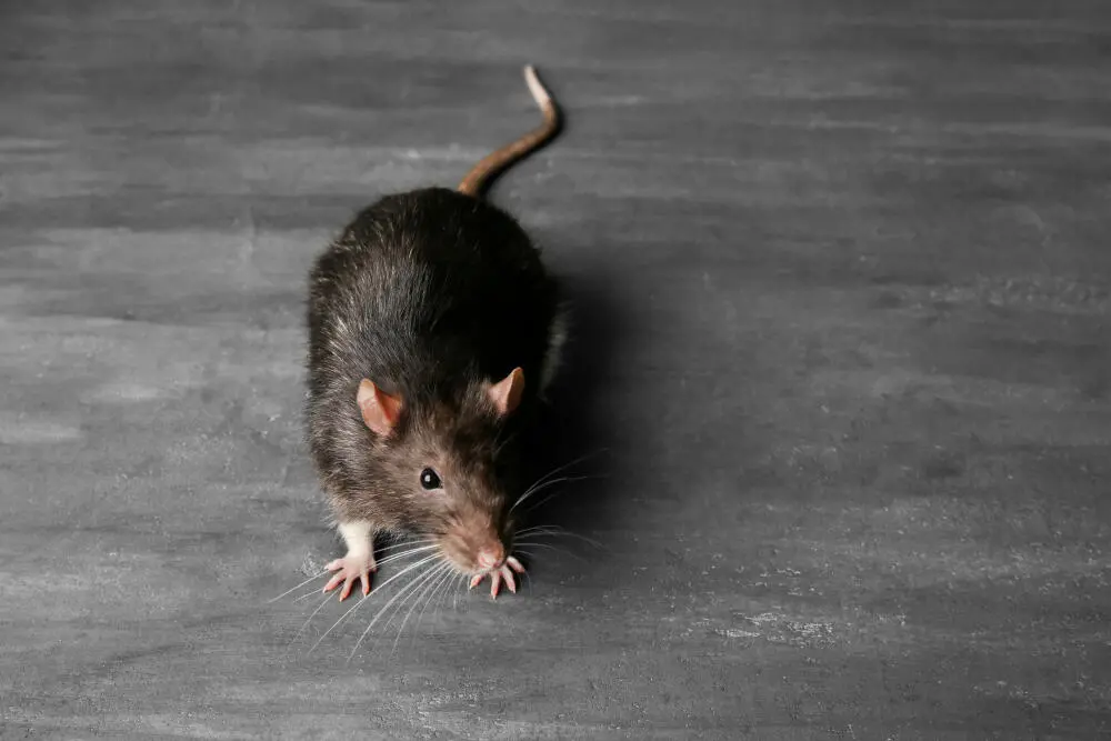 Controle de rato na Pechincha: evite prejuízos e problemas sanitários no seu negócio Controle de rato na Pechincha: evite prejuízos e problemas sanitários no seu negócio