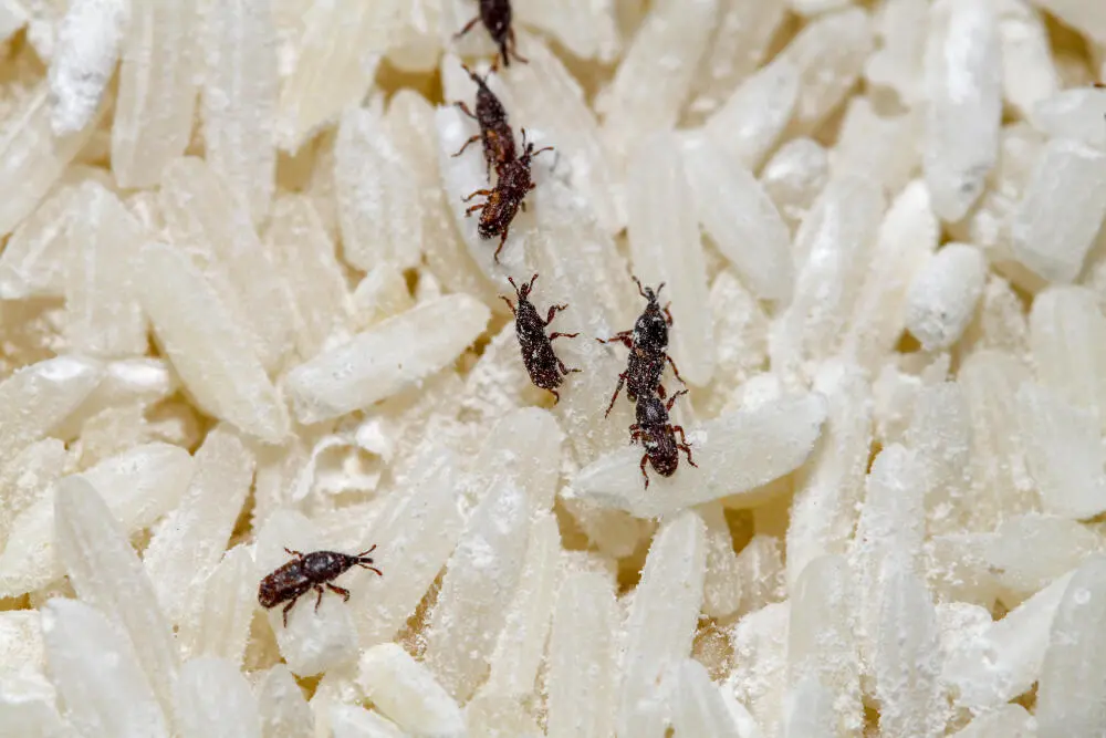 Controle de traça na Gávea: evite riscos ocultos para móveis e tecidos