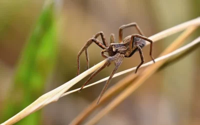 Dedetização de aranha em São Conrado: proteção profissional contra aranhas venenosas