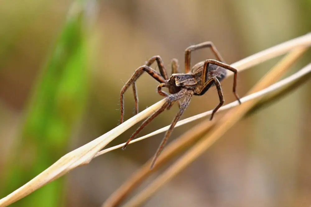 Dedetização de aranha em São Conrado: proteção profissional contra aranhas venenosas