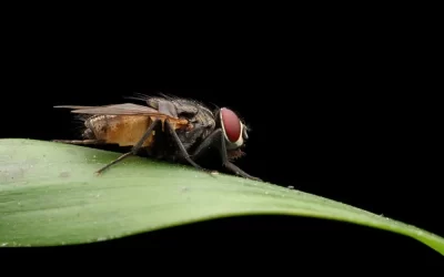 Dedetização de mosca no Alto da Boa Vista: acabe com o problema na origem