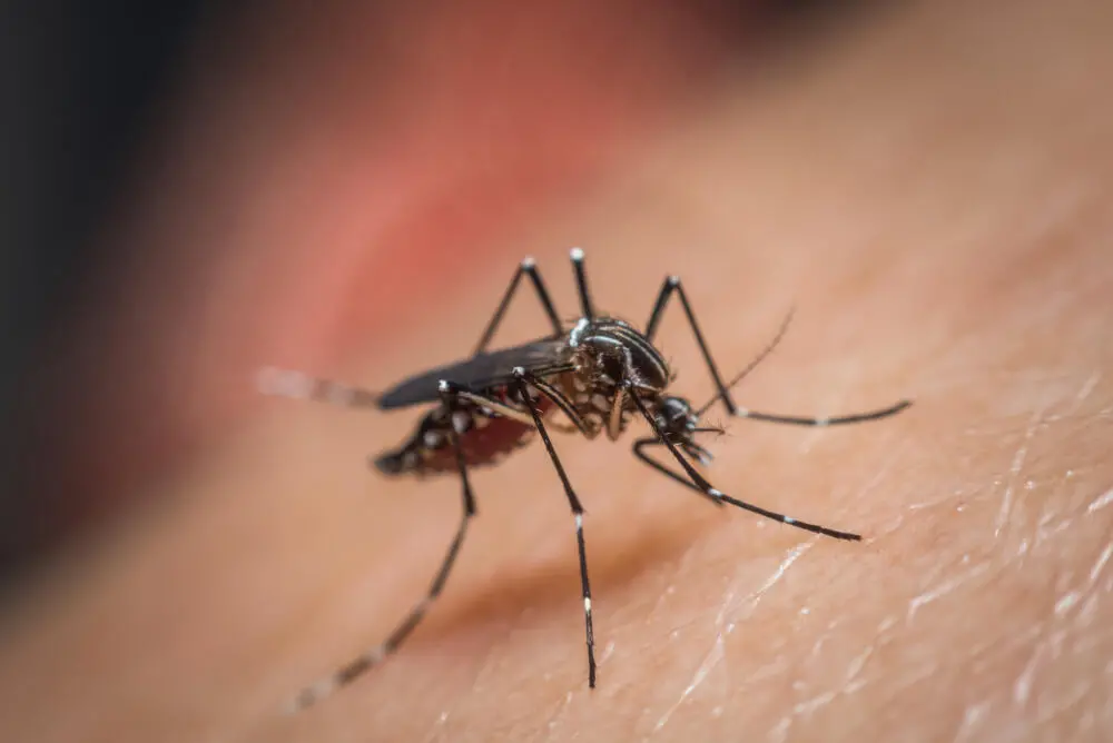 Dicas essenciais para o controle de mosquito no Alto da Boa Vista