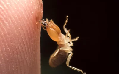 Evite dores de cabeça com o controle de cupim no Moneró