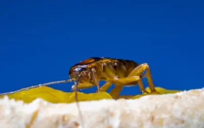 Por que a dedetização de baratas na Glória é essencial em cozinhas e banheiros