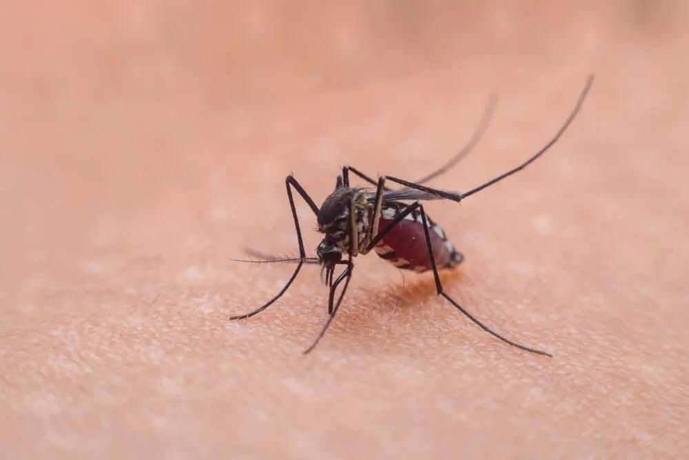 Por que investir em dedetização de mosquito em Santa Teresa durante o ano todo Por que investir em dedetização de mosquito em Santa Teresa durante o ano todo