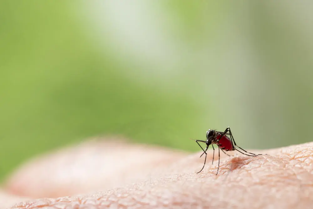 Por que o controle de mosquitos no Maracanã é essencial em épocas de chuva