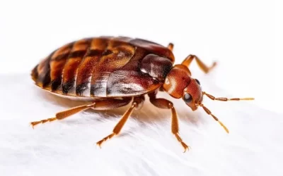 Como acabar com percevejos de cama em hotéis no Catete: proteja hóspedes e sua reputação