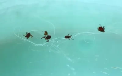 Controle de carrapatos na Barra da Tijuca: proteção essencial para residências e pets em áreas urbanas e verdes