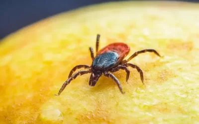 Controle de carrapatos no Camorim: saiba como proteger sua casa e seus animais de infestações