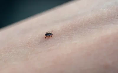 Controle de carrapatos no Itanhangá: soluções eficientes Para condomínios e imóveis com áreas externas