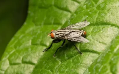 Controle de moscas em ambientes comerciais no Andaraí: como prevenir e eliminar infestações