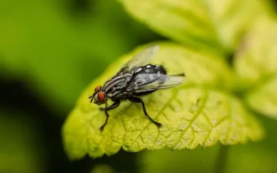 Controle de moscas em áreas residenciais e próximas à vegetação no Alto da Boa Vista