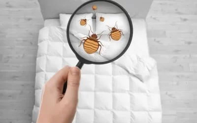 Controle de percevejos de cama em Botafogo: segurança e eficiência no combate a infestações