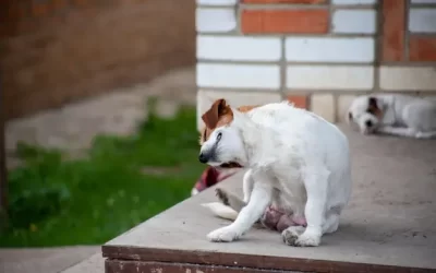 Controle de pulgas em Botafogo: técnicas profissionais para ambientes urbanos e pet friendly