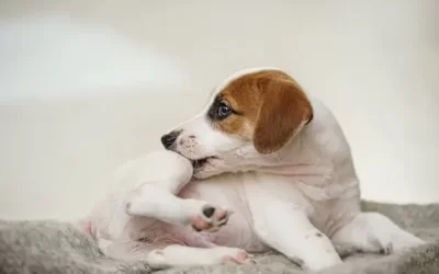 Controle de pulgas no Maracanã: prevenção e soluções para imóveis e ambientes comerciais