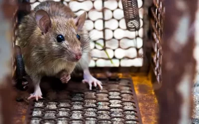 Controle de roedores no Cosme Velho: como evitar infestações próximas a áreas verdes e residenciais