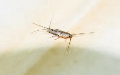 Controle de traças na Lapa RJ: proteja roupas, documentos e móveis