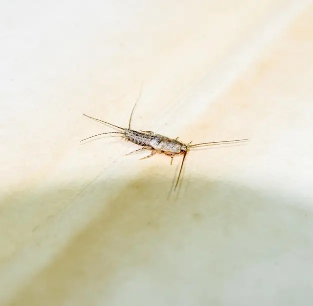 Controle de traças na Lapa RJ: proteja roupas, documentos e móveis