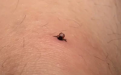 Dedetização de carrapatos em Grumari: como evitar infestações em regiões próximas à natureza e praias