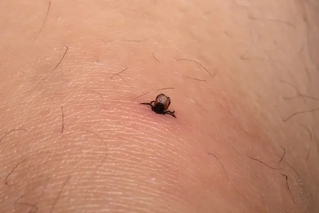 Dedetização de carrapatos em Grumari: como evitar infestações em regiões próximas à natureza e praias