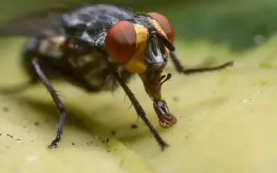Dedetização de moscas em restaurantes na Praça da Bandeira: como evitar prejuízos e proteger alimentos