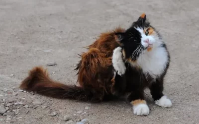 Dedetização de Pulgas em Laranjeiras: como proteger sua casa, pets e áreas externas contra infestações
