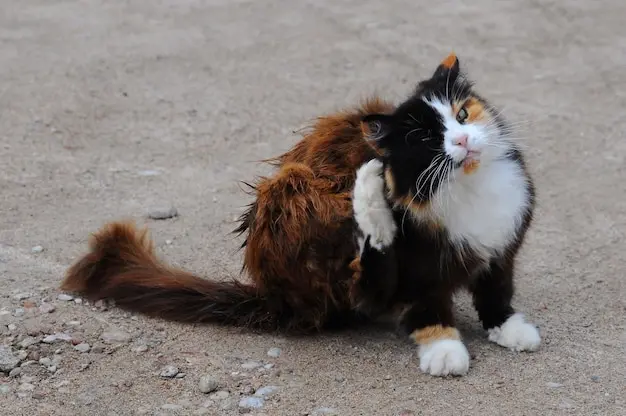 Dedetização de Pulgas em Laranjeiras: como proteger sua casa, pets e áreas externas contra infestações