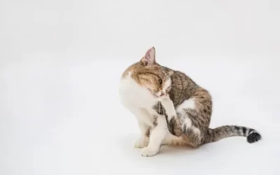 Dedetização de Pulgas no Grajaú: soluções profissionais para proteger casas, áreas Verdes e condomínios