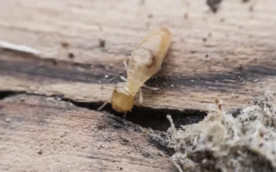 Cupins em móveis e estruturas de madeira: como agir rapidamente em Angra dos Reis?