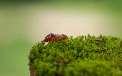 Cupins em Paraty: riscos silenciosos para casas e pousadas