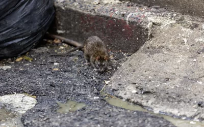 Dedetização contra ratos em Cabo Frio: como evitar pragas em áreas com vegetação e canais