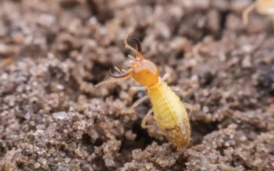 Dedetização em Angra dos Reis: quais pragas mais afetam a região costeira?