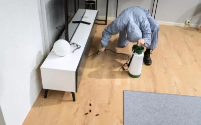 Dedetização em Paraty: controle de pragas em áreas litorâneas e úmidas