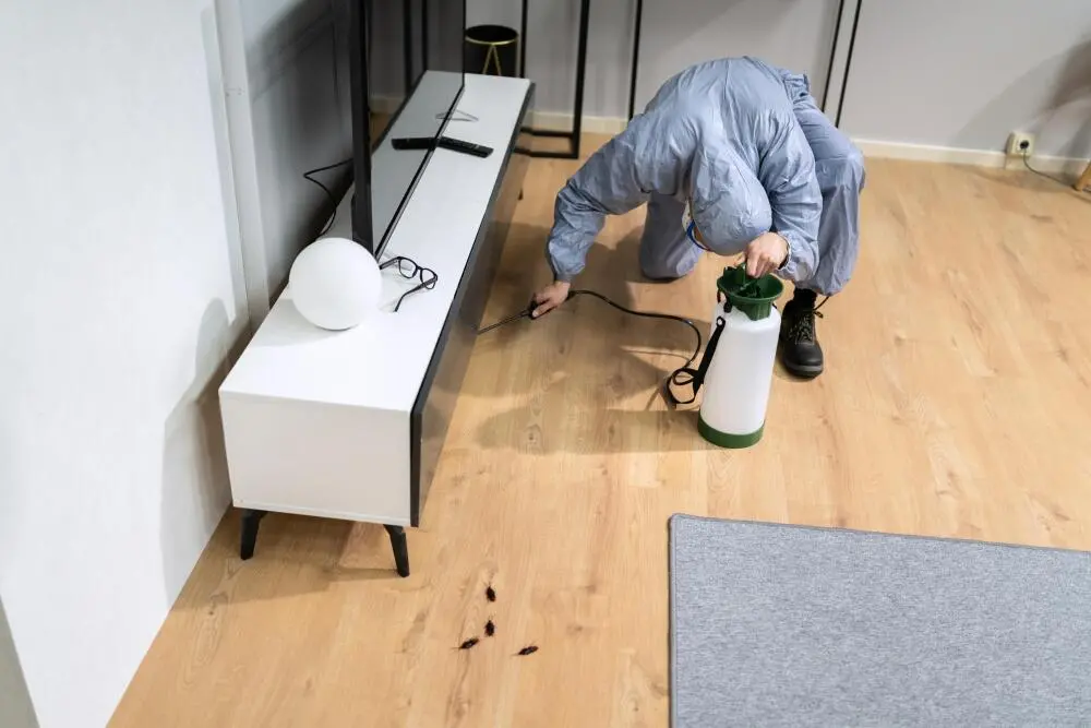 Dedetização em Paraty: controle de pragas em áreas litorâneas e úmidas