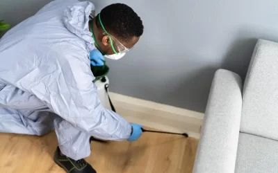 Dedetização preventiva: como proteger sua casa de veraneio em Angra dos Reis?