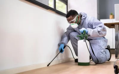 Dedetizadora em Paraty com atendimento emergencial: quando chamar?