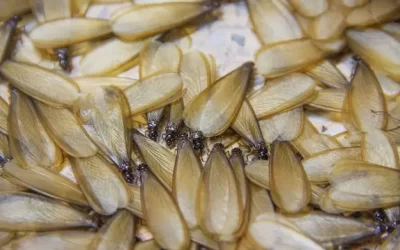 Como os cupins de luz escolhem novos locais para formar colônias