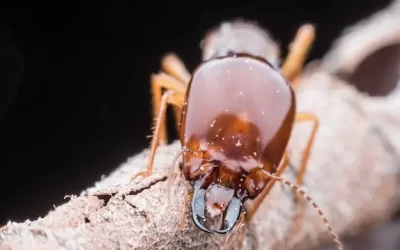 Cupins de luz x cupins subterrâneos: quais as diferenças e riscos?