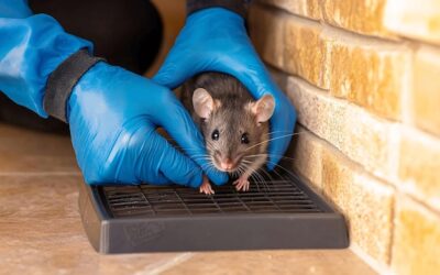 Dedetizadora em Paraty: dedetização contra ratos e roedores na zona urbana e rural